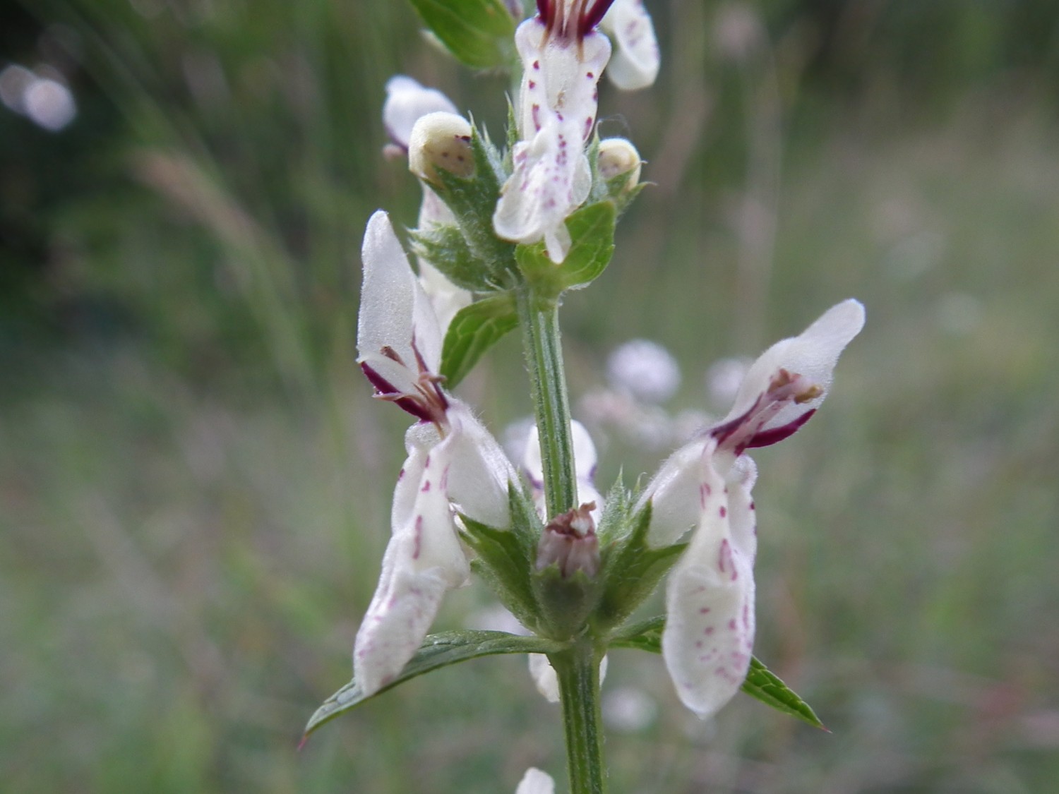 Stachys recta